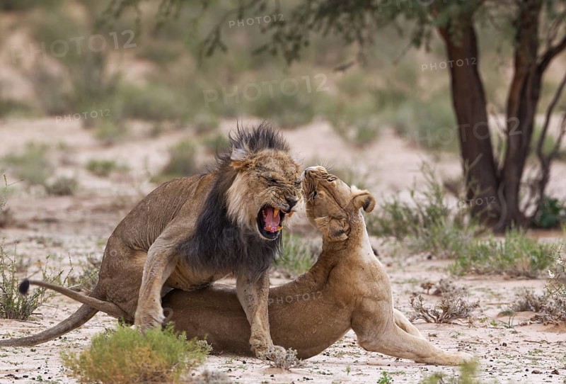 Black-maned lions