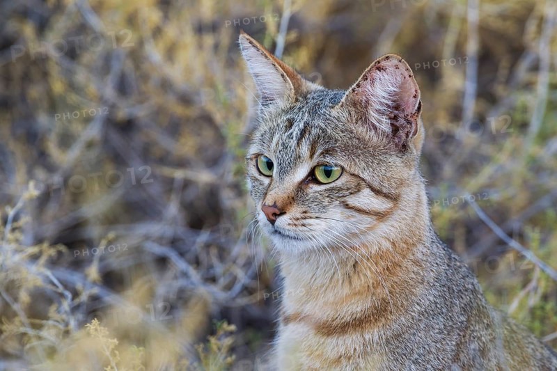 African Wildcat