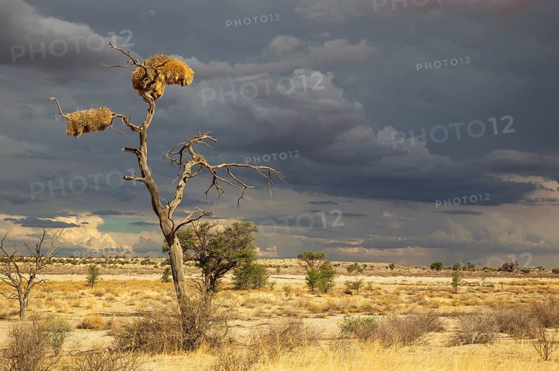 Large communal nests of Sociable Weavers