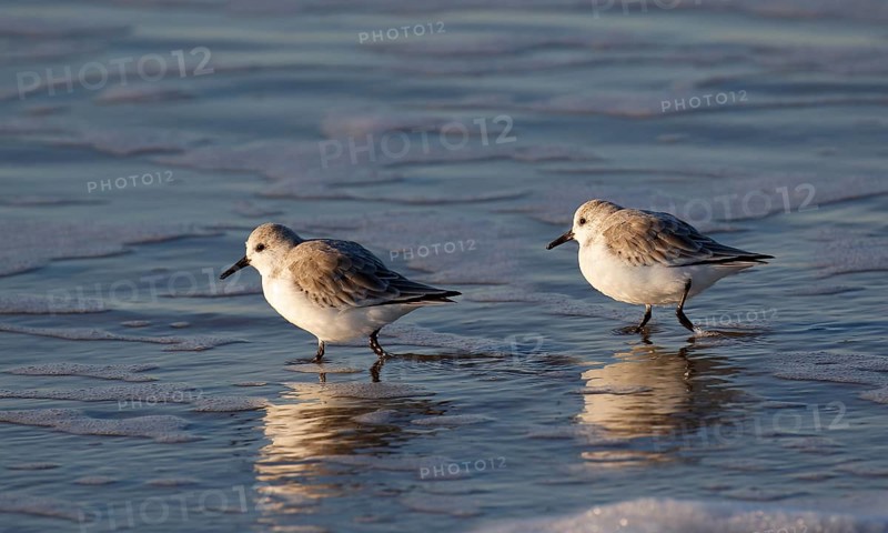 Sanderlings