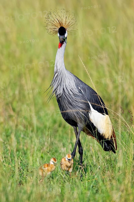 Gray crowned-crane