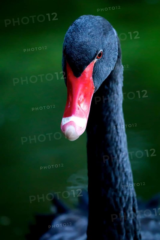 Black swan