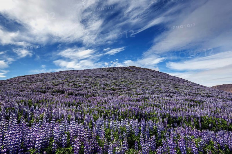 Mountain slope with blue flowering Nootka lupins
