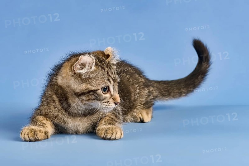 Breedcat American Curl