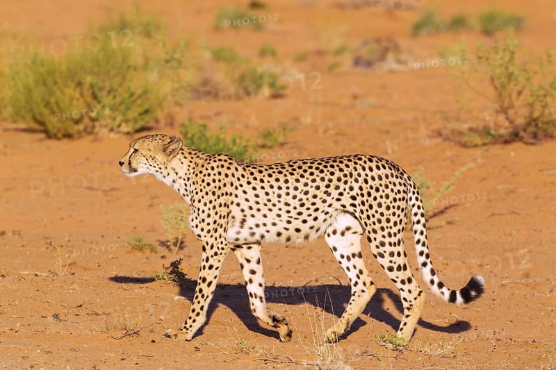 Cheetah