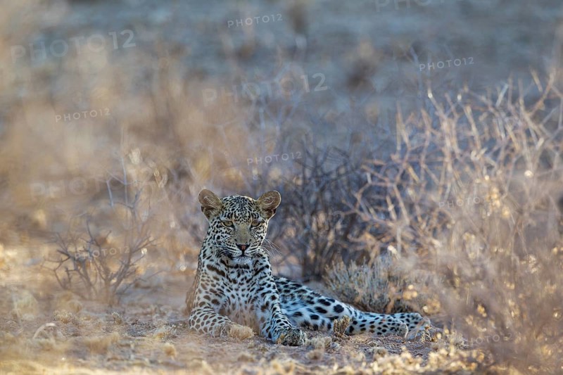 Leopard