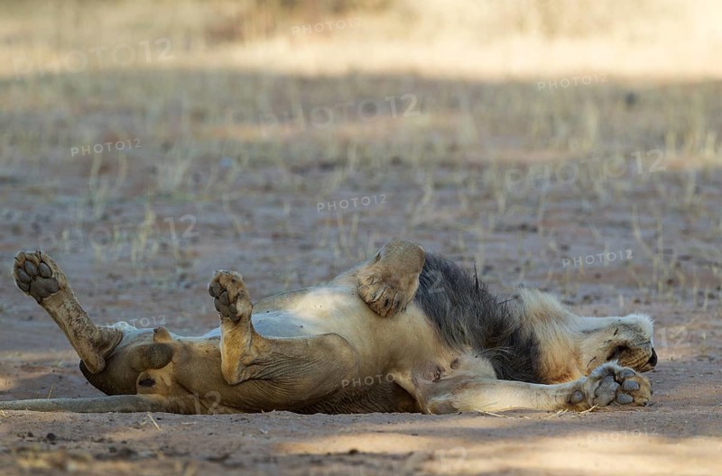 Black-maned lion