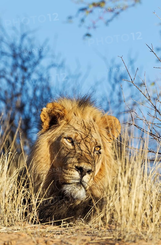 Black-maned lion