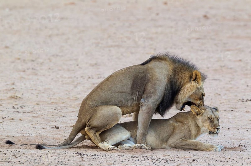Black-maned lions