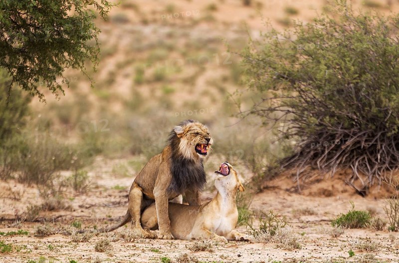 Black-maned lions