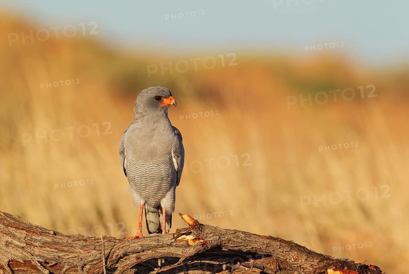 Pale-chanting Goshawk