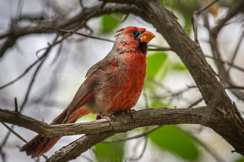 Northern cardinal