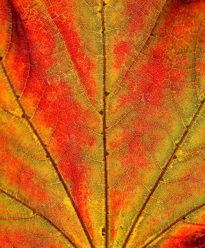Maple