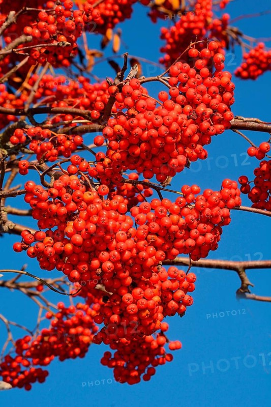 European rowan