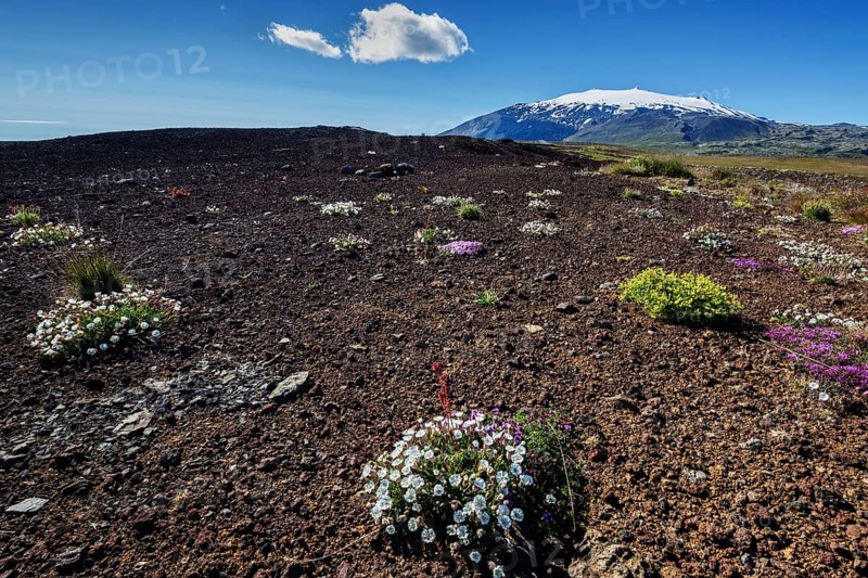 Flowering plants in barren volcanic landscape