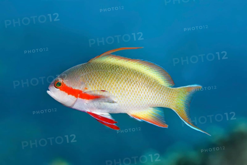 Threadfin anthias