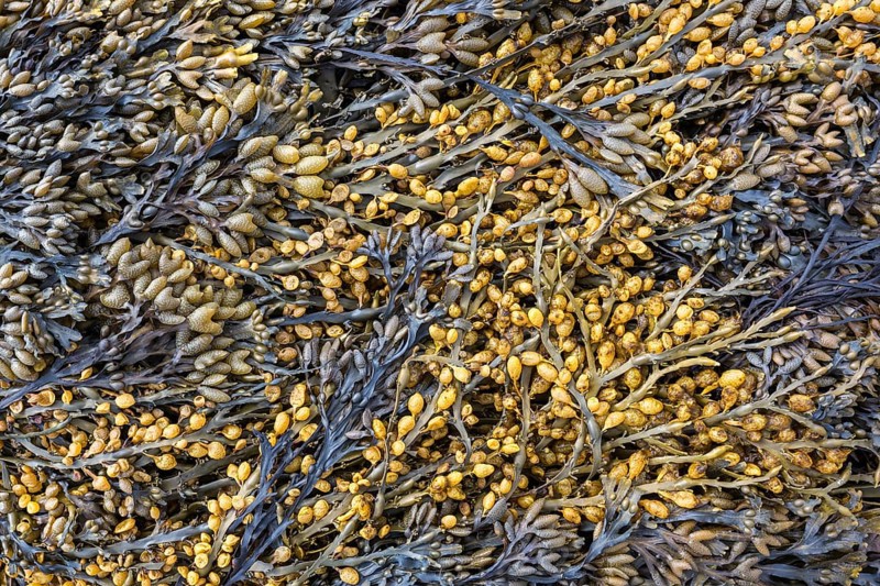 Bladder wrack