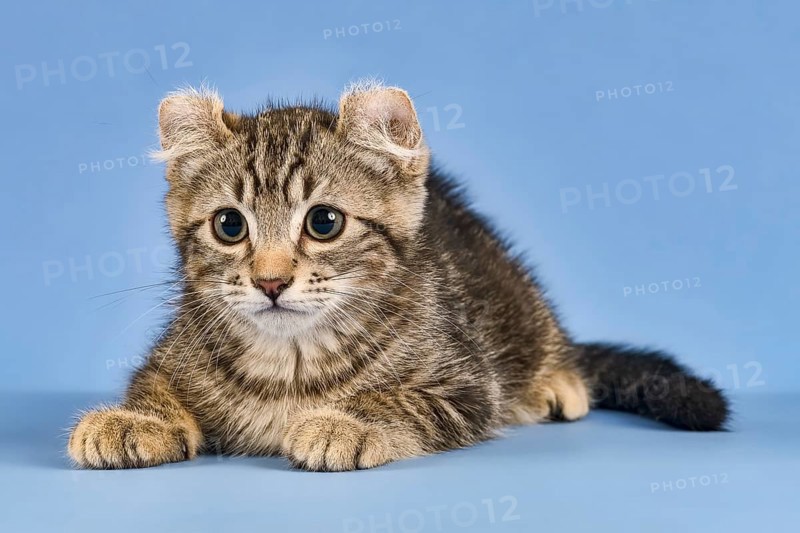 Breedcat American Curl