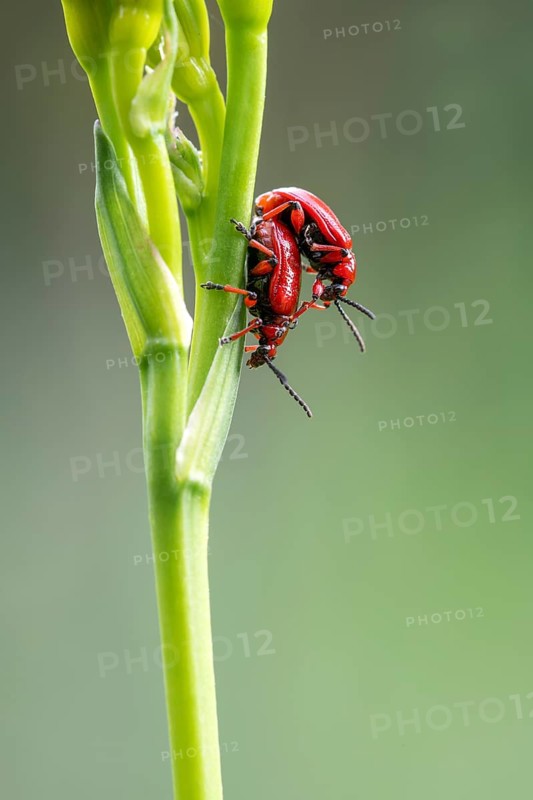 Scarlet lily beetle