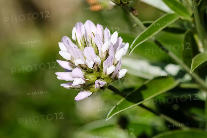 Flower of Arabian pea