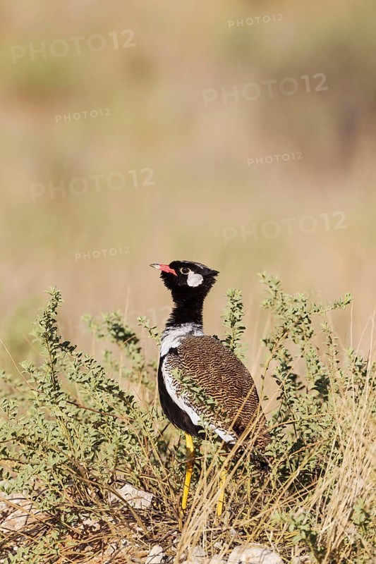 Northern Black Korhaan