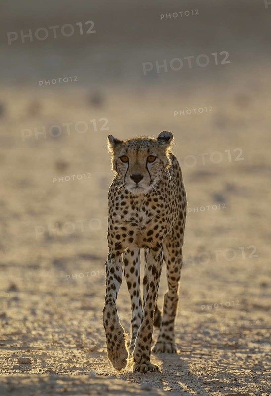 Cheetah