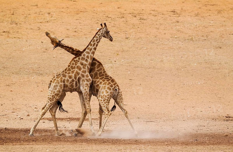 Southern Giraffes