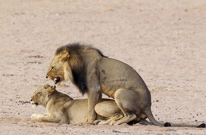Black-maned lions