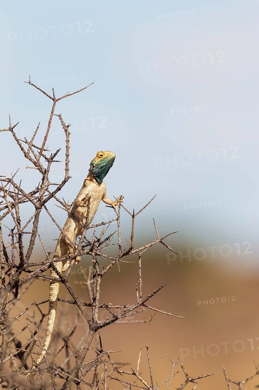Ground Agama