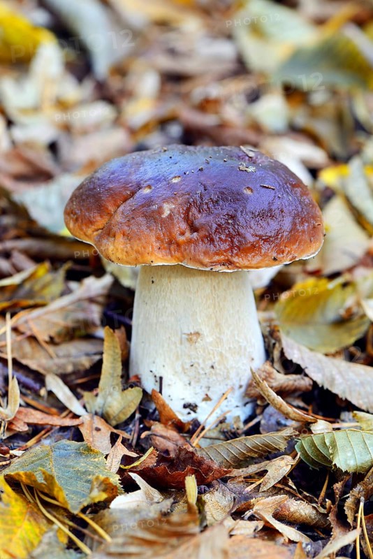 King bolete