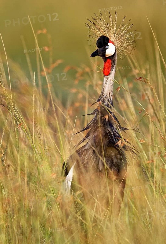 Gray crowned-cranes