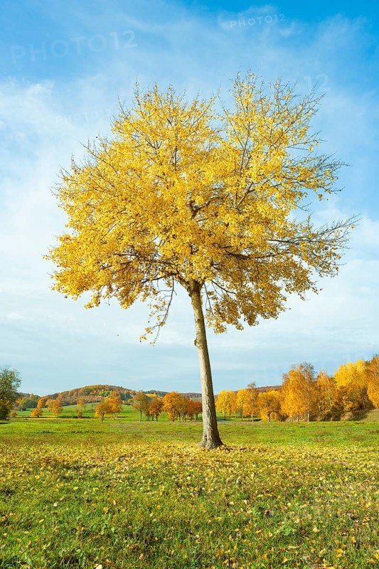 Common aspen