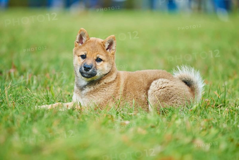 Shiba
