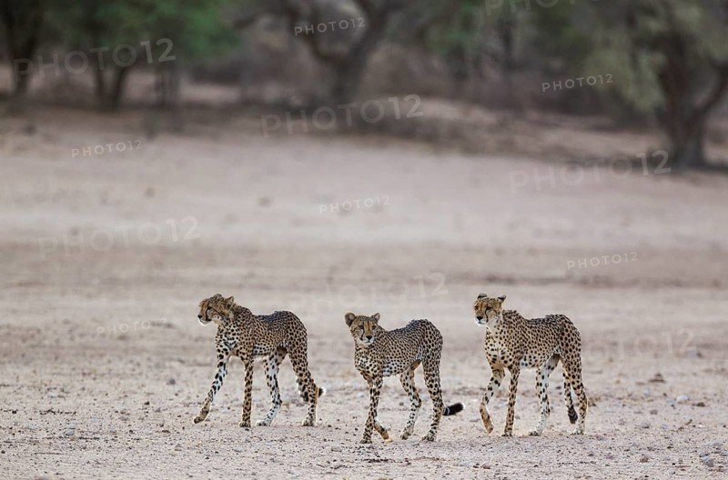 Cheetahs