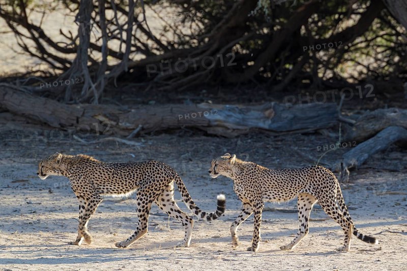 Cheetahs