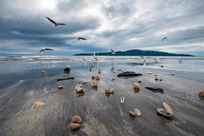 Seagulls