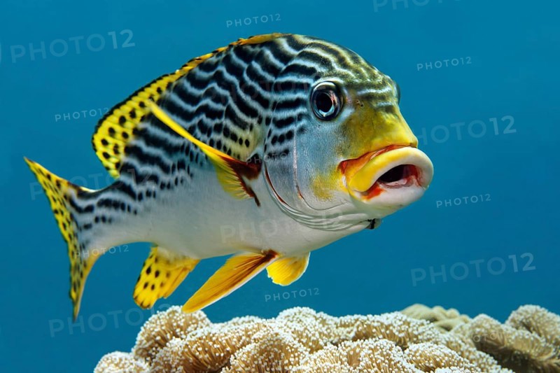 Oriental sweetlips