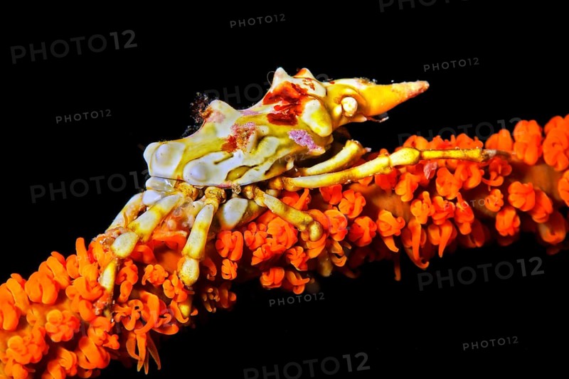 Xenocarcinus tuberculatus