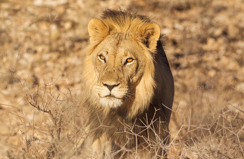 Black-maned lion