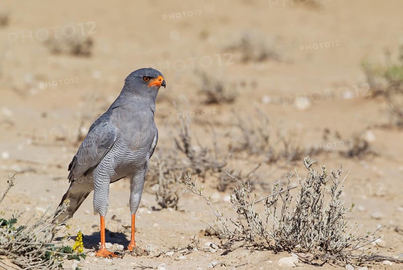Pale-chanting Goshawk