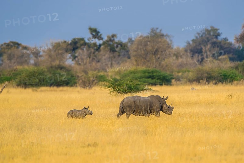 White rhinoceros