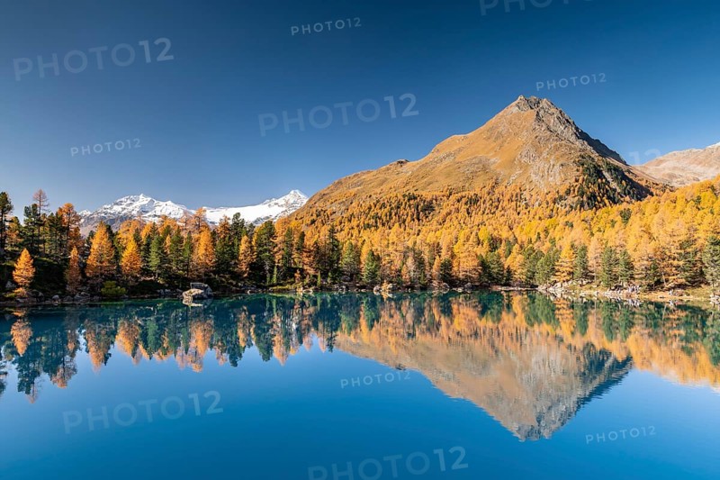 Autumn larch forest reflected in Lago di Saoseao