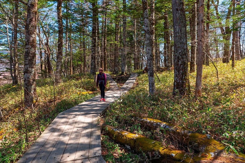 Woman on hiking trail through bamboo