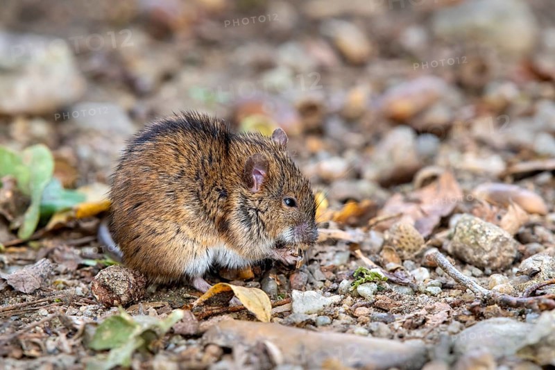 Striped field mouse