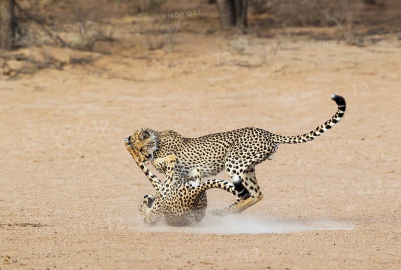 Cheetah