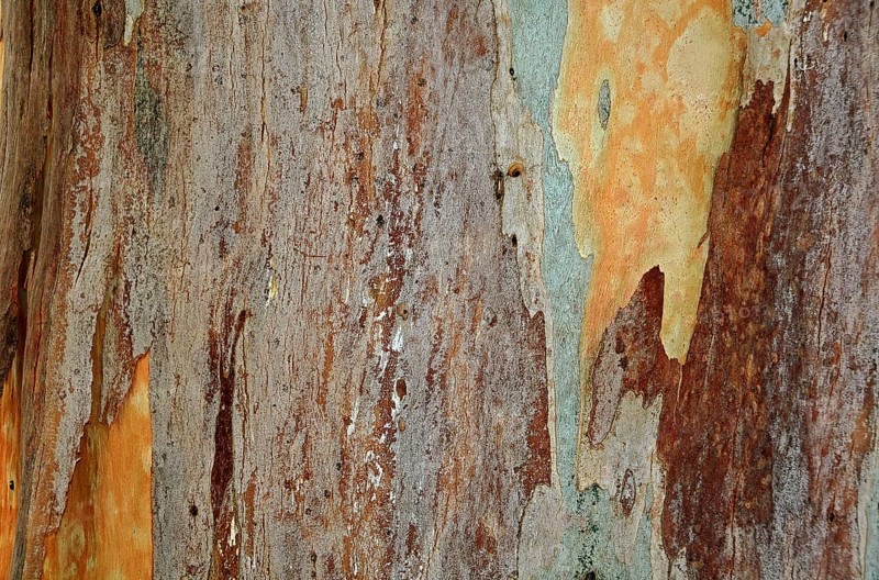 Bark of a Eucalyptus