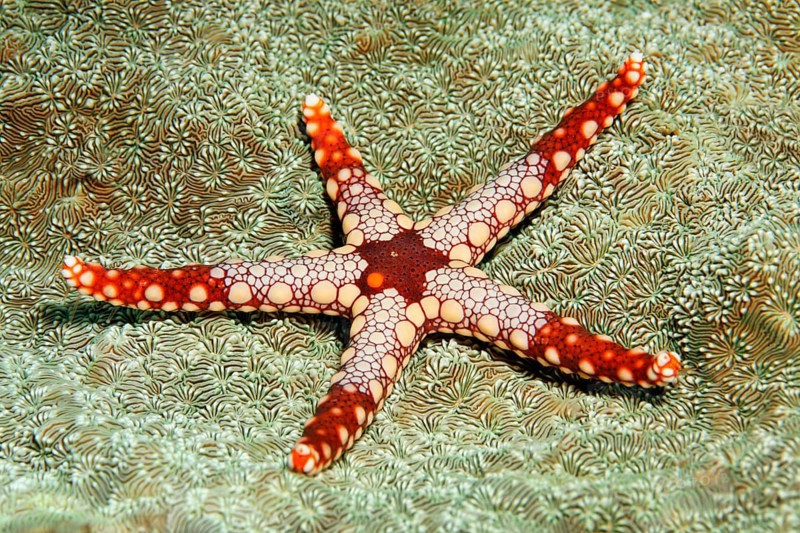 Necklace Sea Star