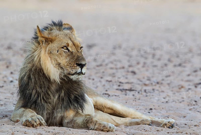 Black-maned lion