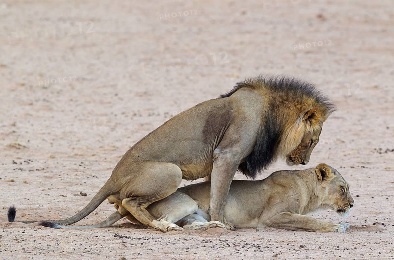 Black-maned lions