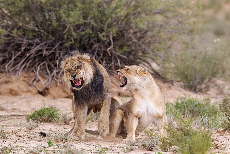 Black-maned lions